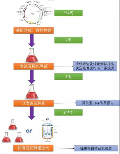 哺乳動(dòng)物細(xì)胞蛋白表達(dá)系統(tǒng) 高效精準(zhǔn)的技術(shù)服務(wù)分享
